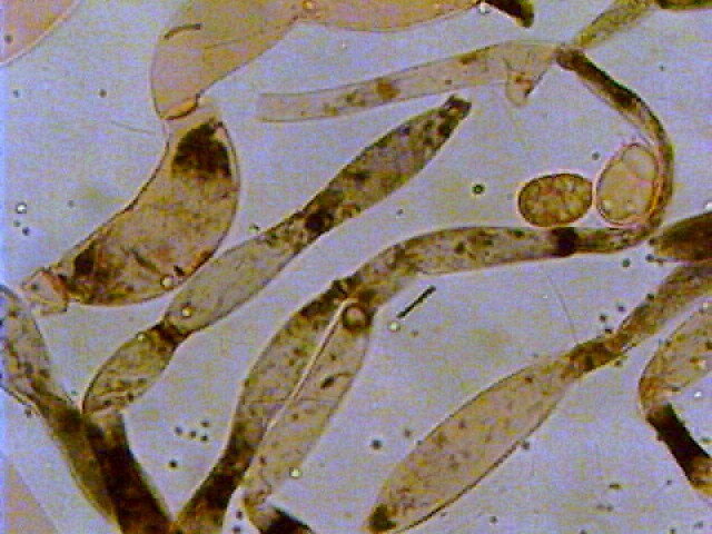 Bonzai con Hygrocybe
